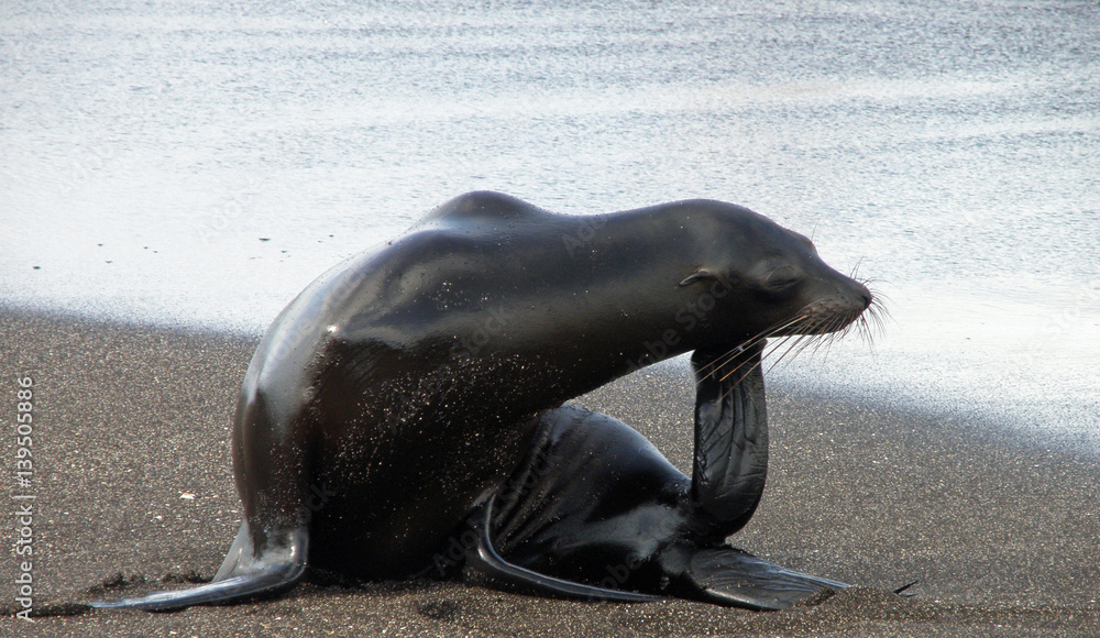 Obraz premium Galapagos sea lion on the beach scratches its chin