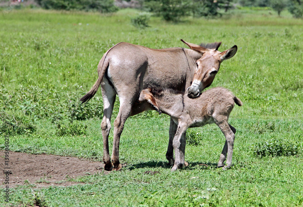 donkey colt feeds on a Masai farm in Tanzania donkey colt feeds on a Masai farm in Tanzania