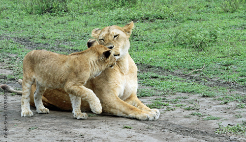 lioness and cub greeting 