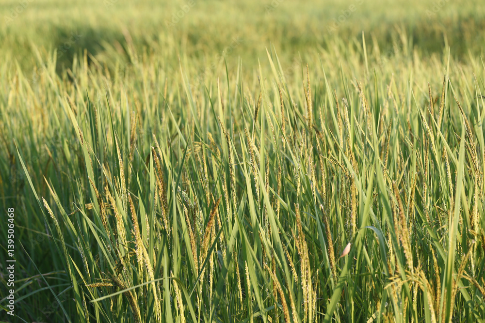 Rice plant near harvest time and evening sunlight.