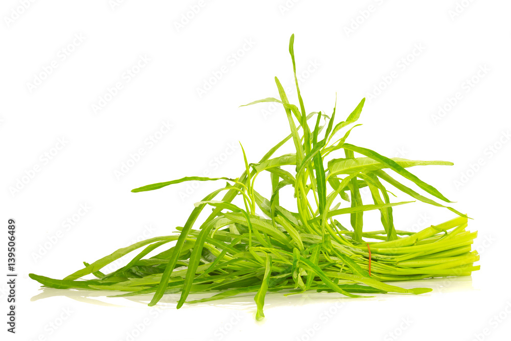 Fototapeta premium Water Convolvulus on white background