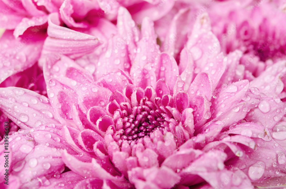 Center of  pink chrysanthemum flower.