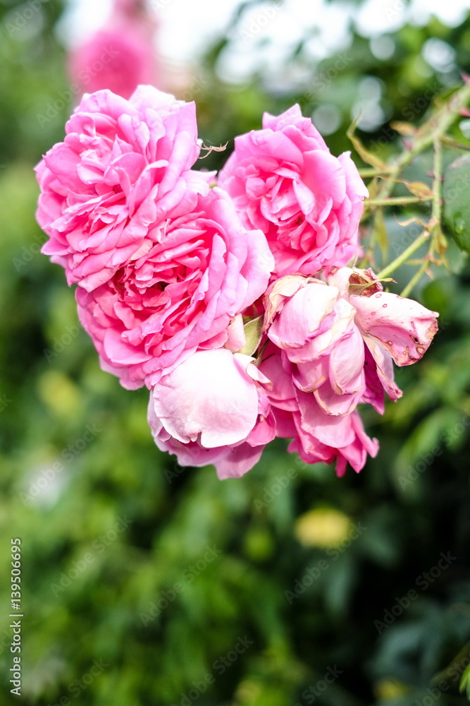 Beautiful pink roses at garden