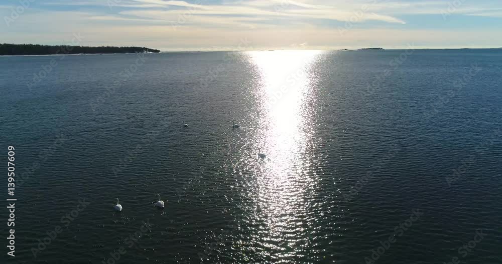 Swans in the baltic sea, Cinema 4k sideway aerial of white swans, in lauttasaari, on a sunny winter day, in Helsinki, Finland Swans in the baltic sea, Cinema 4k sideway aerial of white swans, in lauttasaari, on a sunny winter day, in Helsinki, Finland