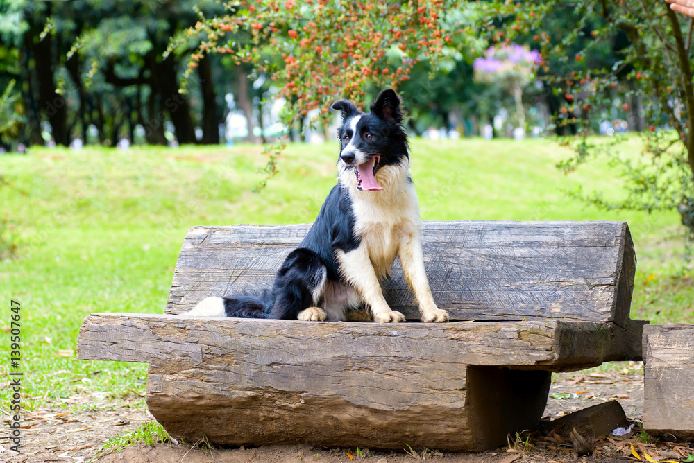border collie dog sitting down on a trunk at a park on a sunny day