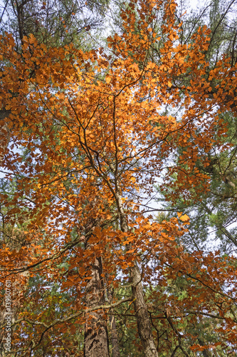 Looking up into a backlit tree in the fall