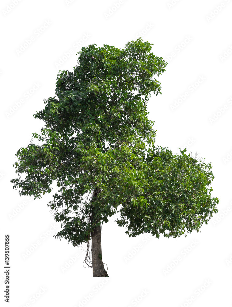 Fototapeta premium Tree Isolated on white background, Object element for design. Clipping path