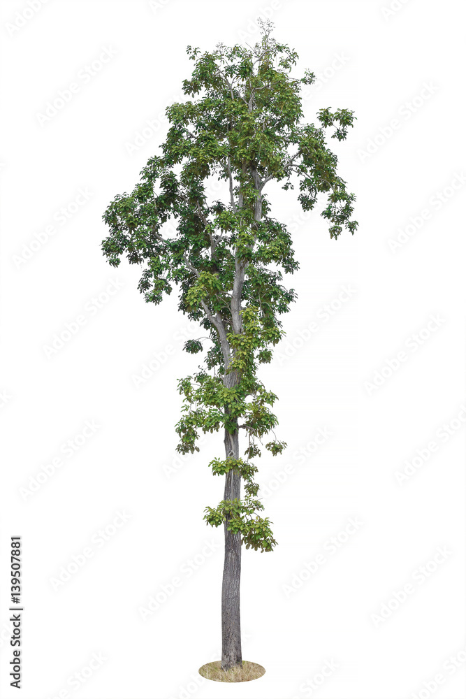 Fototapeta premium Tree Isolated on white background, Object element for design. Clipping path