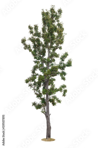 Tree Isolated on white background  Object element for design. Clipping path