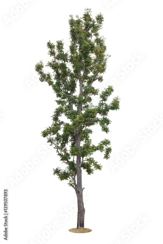 Tree Isolated on white background, Object element for design. Clipping path