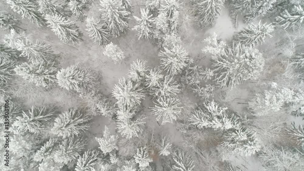 12813_Top_view_of_the_spruce_trees_in_snow_covered_in_the_forest_.mov 12813_Top_view_of_the_spruce_trees_in_snow_covered_in_the_forest_.mov