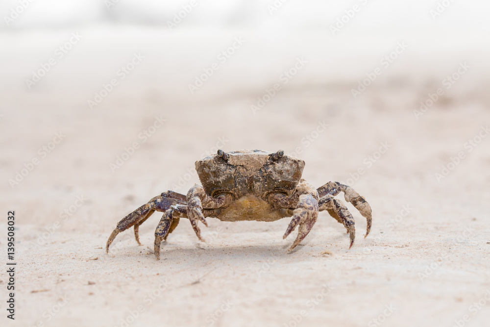 Crab walking on sandy soil in nature.