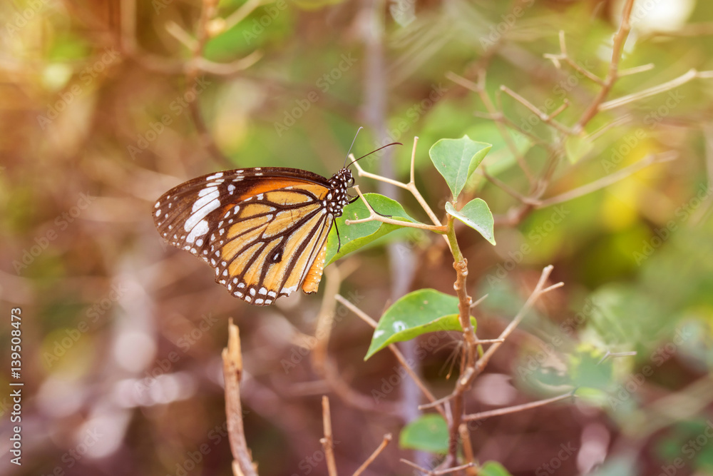 Fototapeta premium butterfly fly in nature.