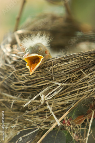 Baby Robins © Debbie