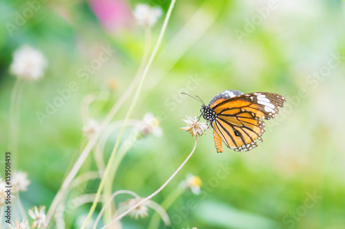 butterfly fly in nature. © Ammak