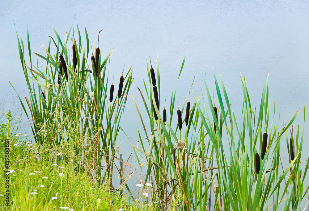 Obraz premium Bulrush, or cattail (Typha) on the shore of the pond