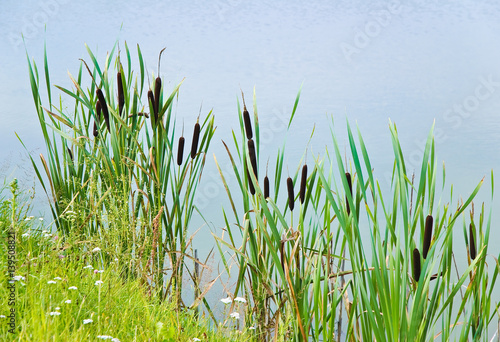 Bulrush, or cattail (Typha) on the shore of the pond
