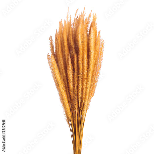 Gramineae grass isolated on white background with clipping path. Ready to use for website or publication