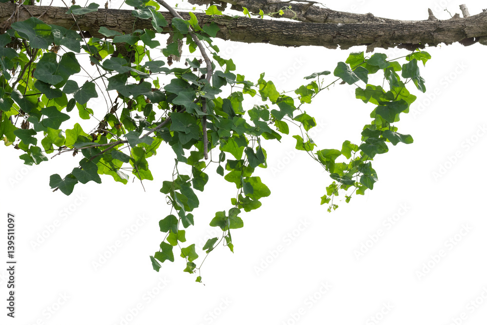 vine plants isolated on white background. clipping path vine plants isolated on white background. clipping path