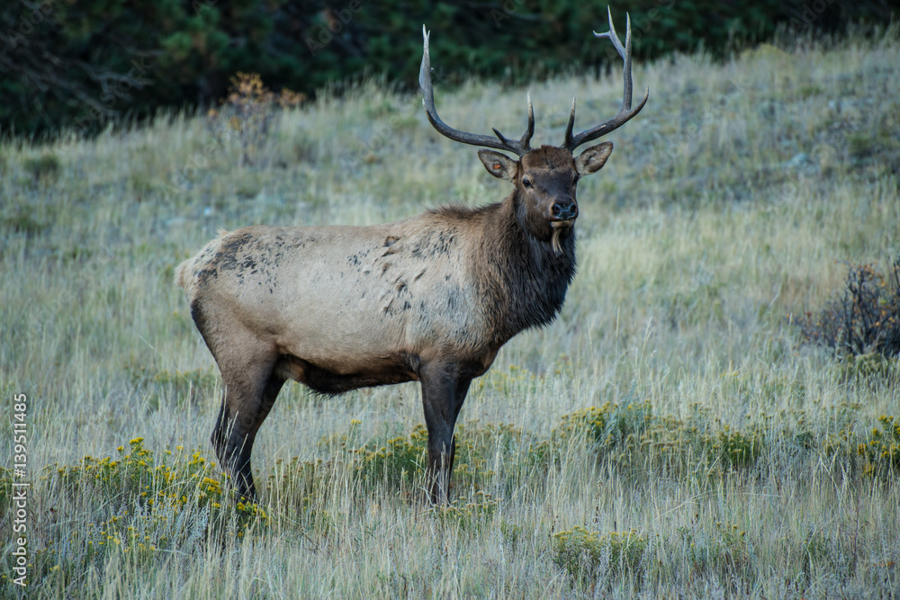 Elk 