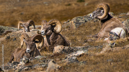 Big Horn Sheep, Rocky Mountain National Park