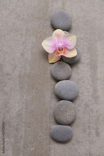 Gray stone with orchid on grey background.