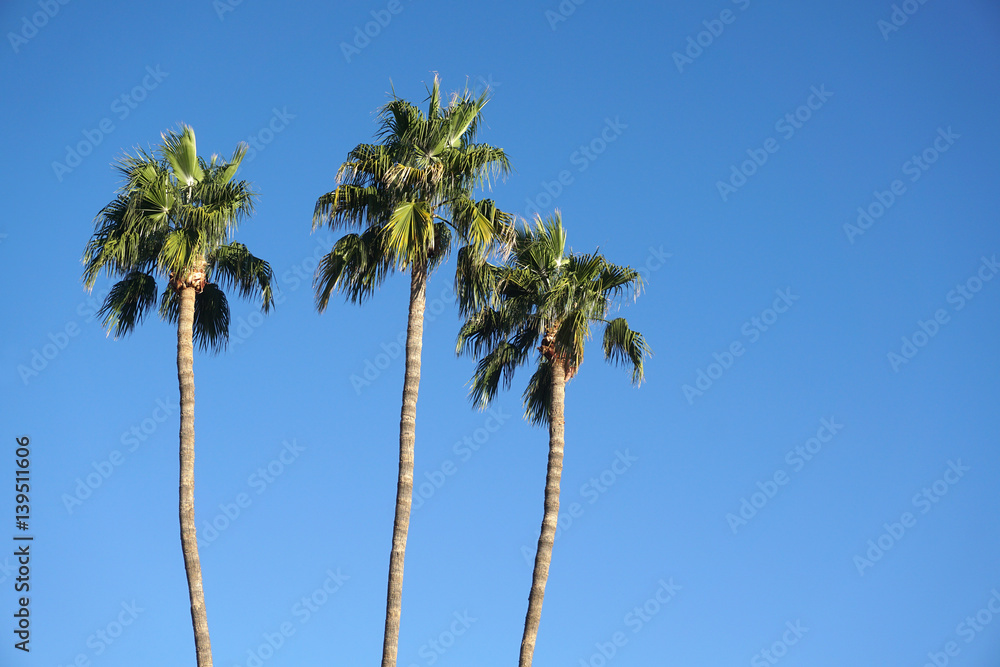 Fototapeta premium low angle view of palm tree 