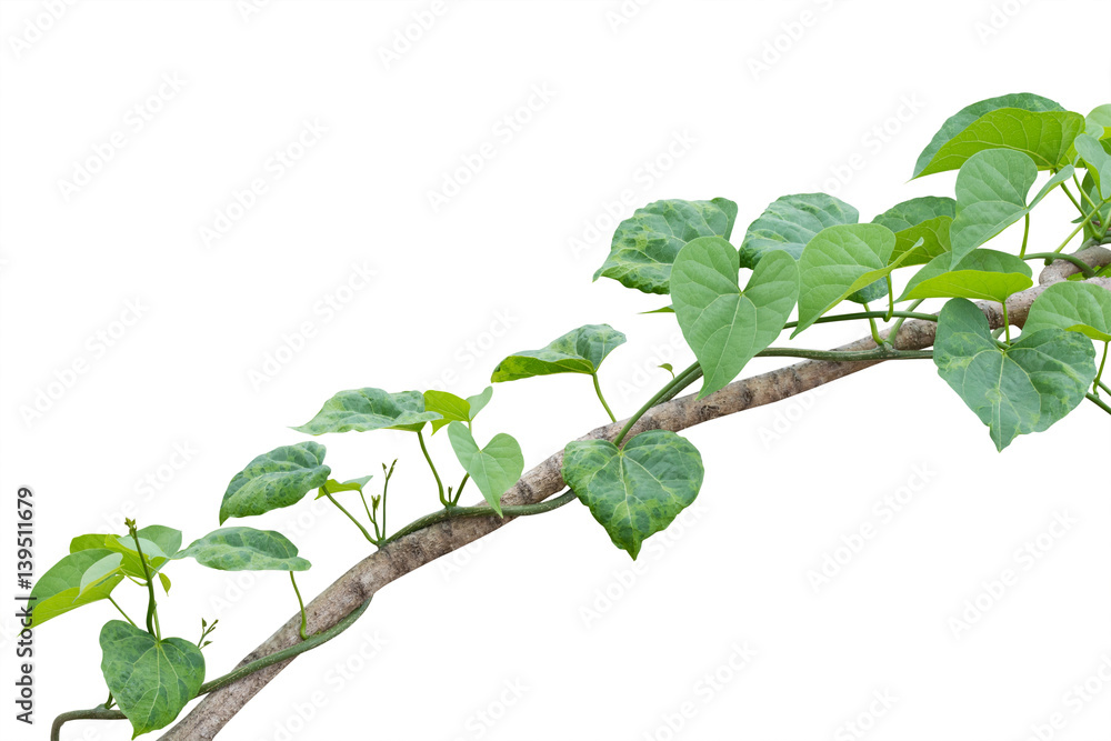 vine plants isolated on white background. clipping path vine plants isolated on white background. clipping path
