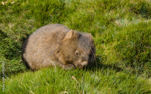 Baby Wombat, Tasmania, Australia