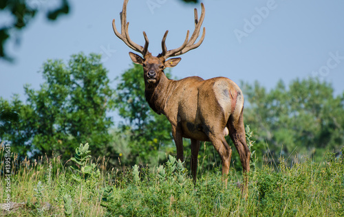 Elk 