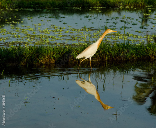 Egret, Nile River, Egypt