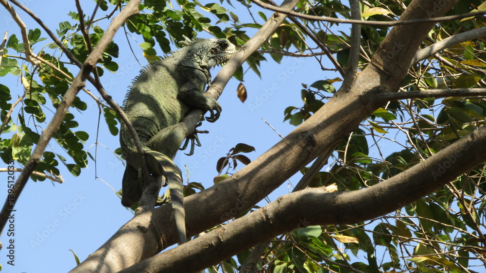 Obraz premium reptil