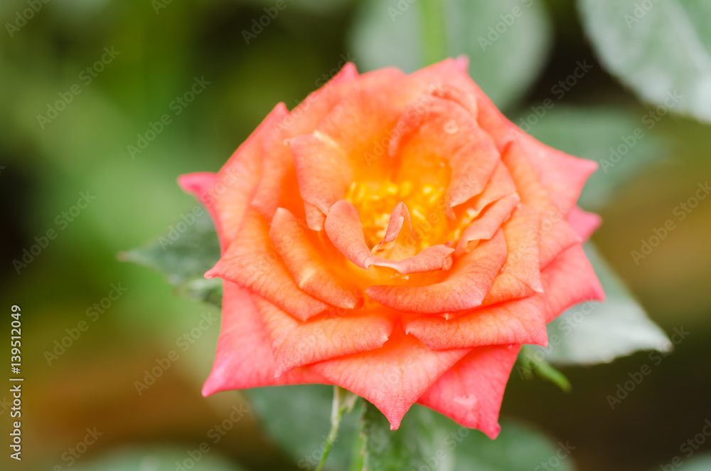 Orange rose flower blossom in spring