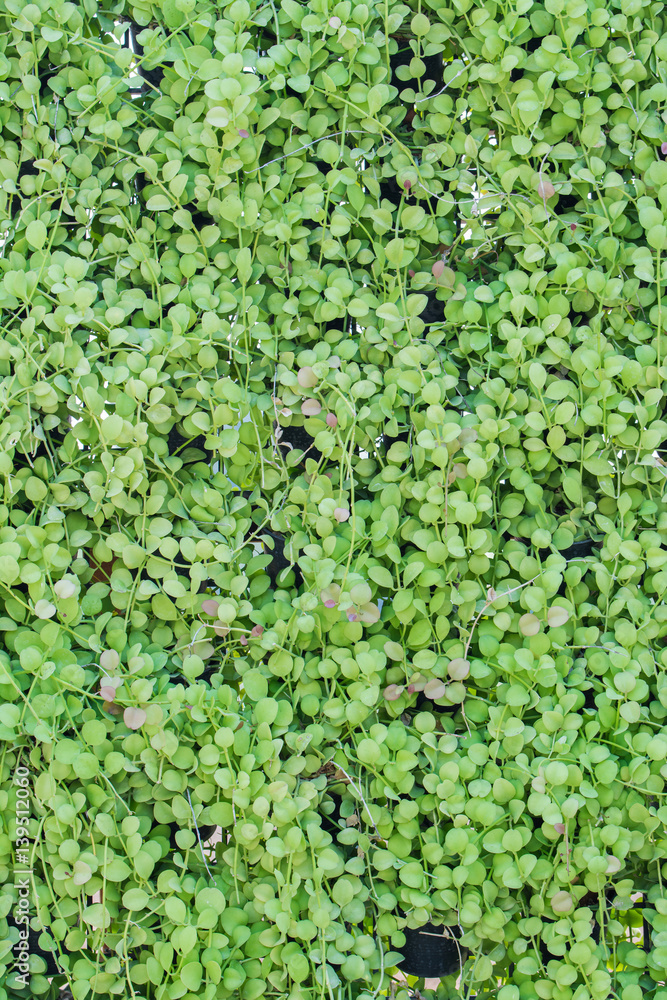 Vine Branch wall background Vine Branch wall background