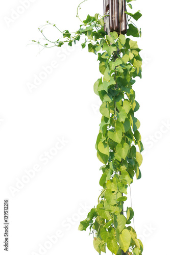 vine plants isolated on white background. clipping path