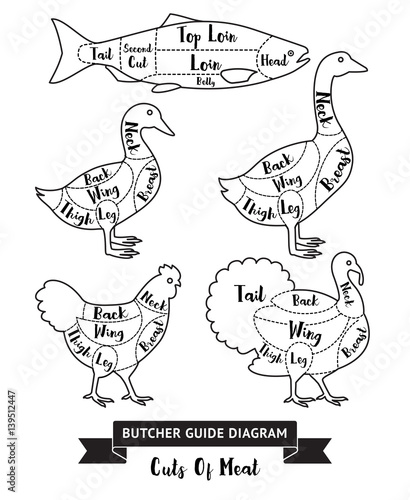 Butcher guide cuts of meat diagram. Vector illustrations.