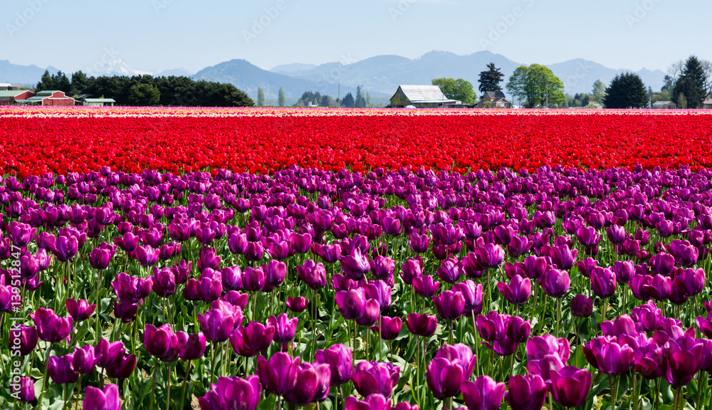 Tulip fields during Skagit Valley Tulip Festival in Washington state, USA Tulip fields during Skagit Valley Tulip Festival in Washington state, USA