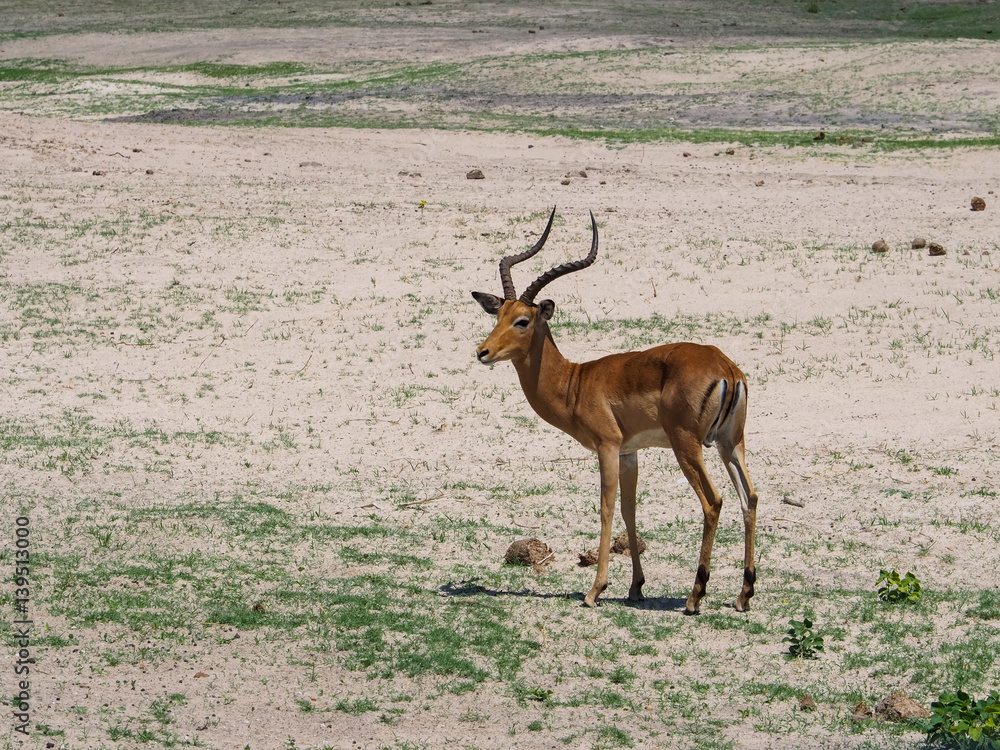 Naklejka premium Young male Impala standing in natural habitat