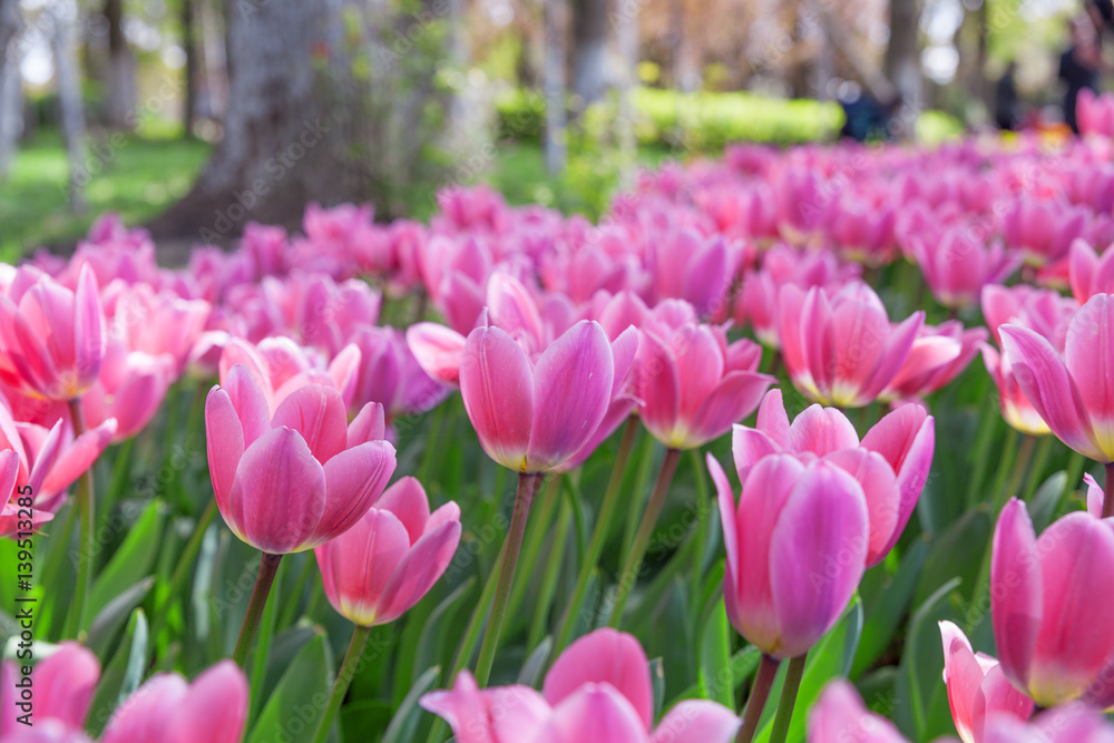 Fototapeta premium tulip