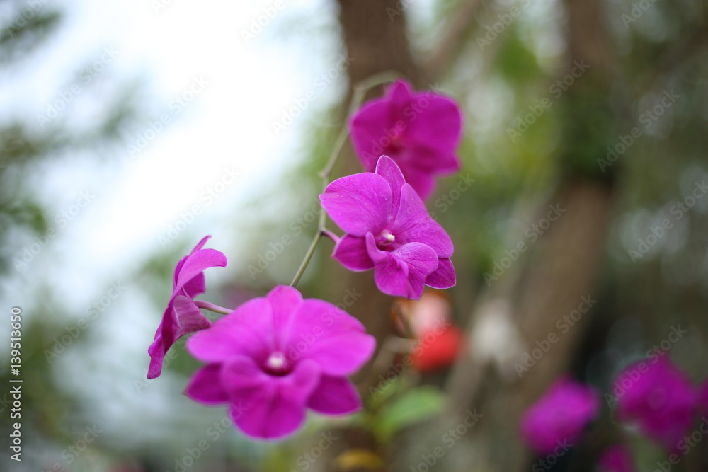 Fototapeta premium Dendrobium flower in Thailand