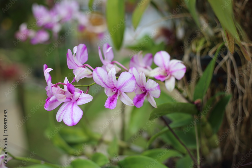 Dendrobium flower in Thailand
