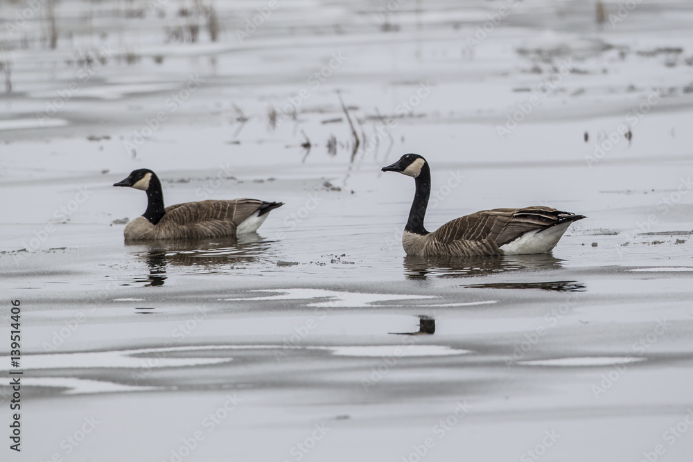 Pair of geese on frozen pond.