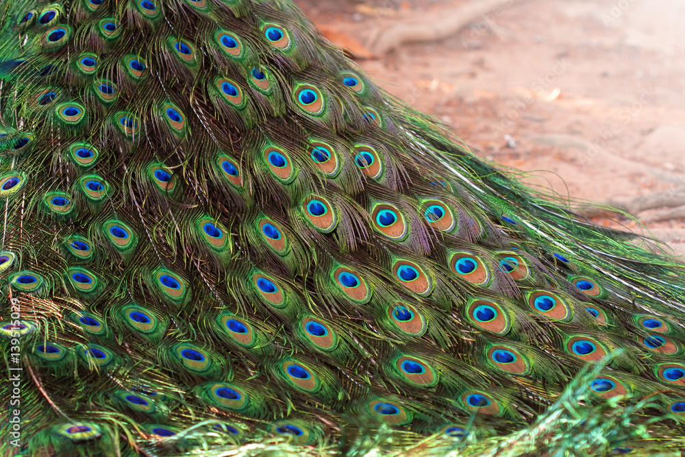 Obraz premium Multi colored peacock feathers