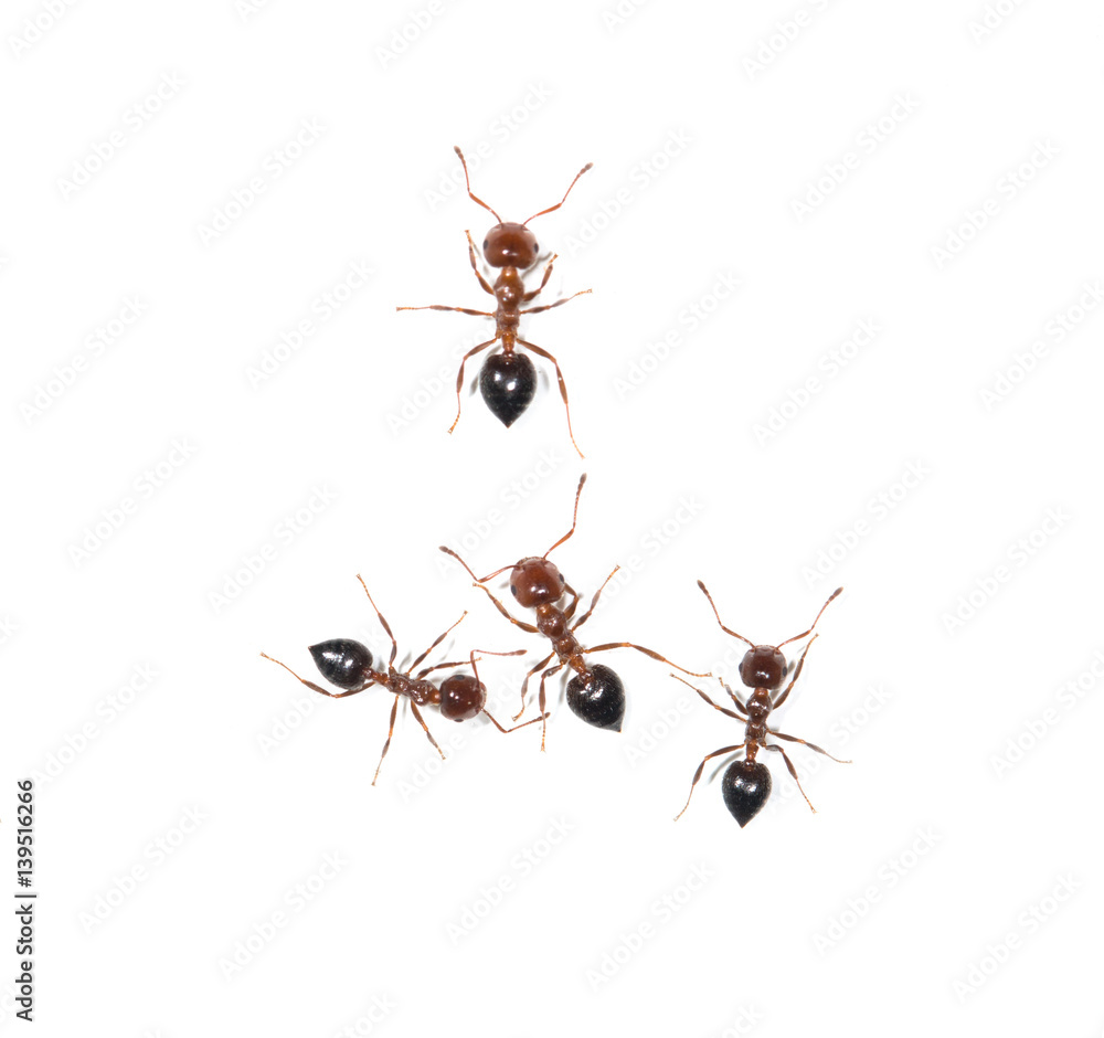 Fototapeta premium ants on a white background