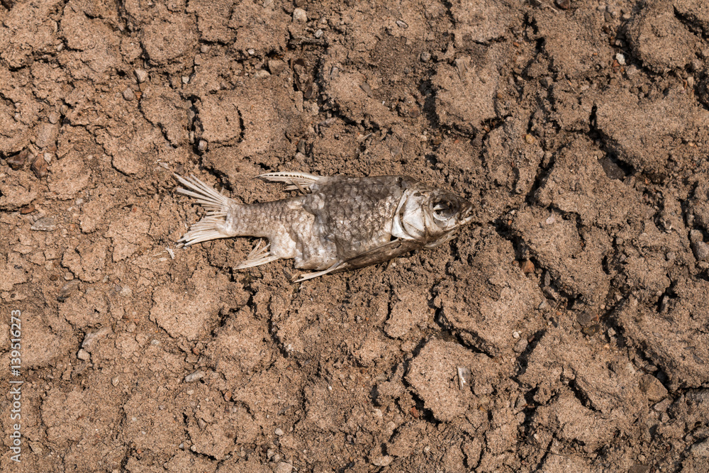 Dry ground on dead fish, Drought. Dry ground on dead fish, Drought.