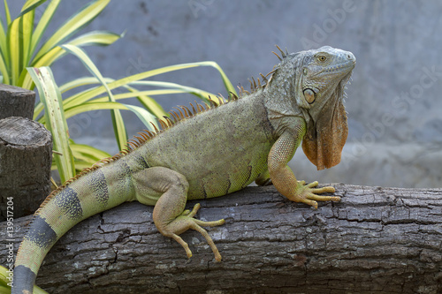 Iguana  Iguanidae  prehistoric reptiles