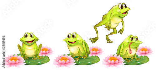 Four green frogs on water lily
