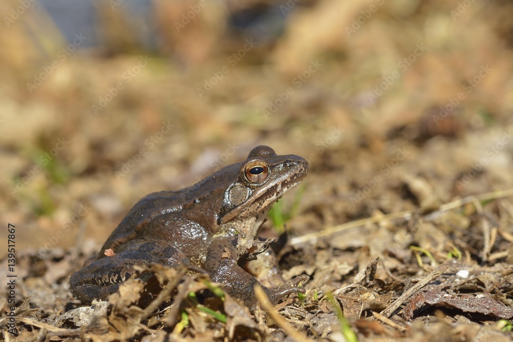Obraz premium Moor frog in spring (Rana arvalis)