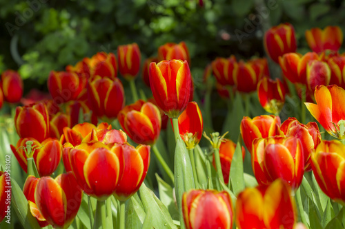 Fresh colorful tulips in warm sunlight photo