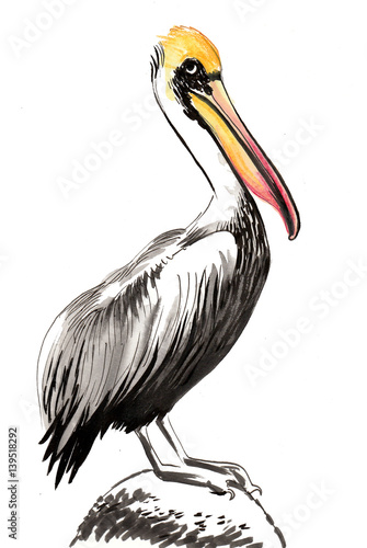 Watercolor pelican photo